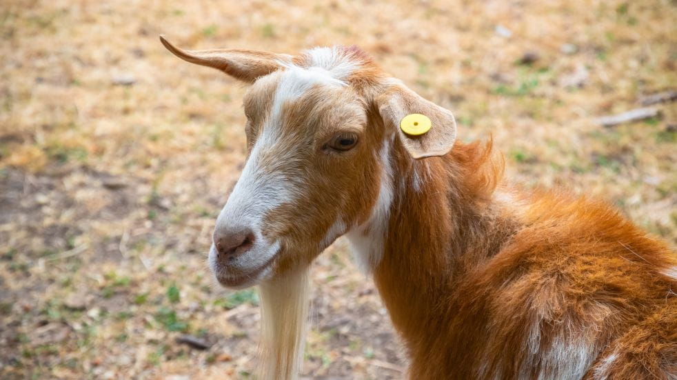 urban goats